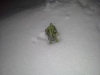 148 Leon in KY snow