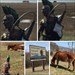 219 Noah Assateague 2