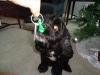 #79 Min turns a dog in Ontario, Canada
